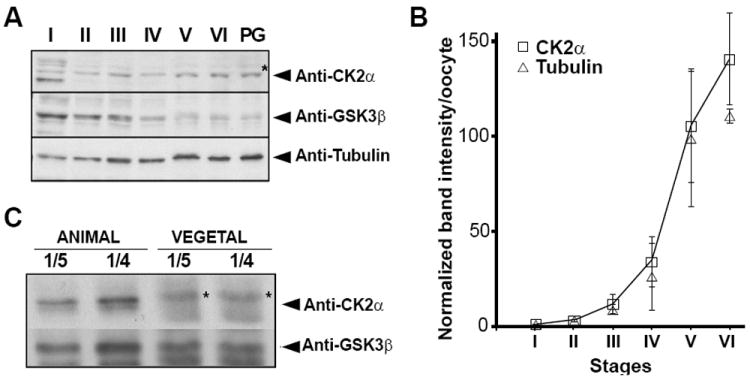 Asymmetric Localization of CK2α During <i>Xenopus</i> Oogenesis.