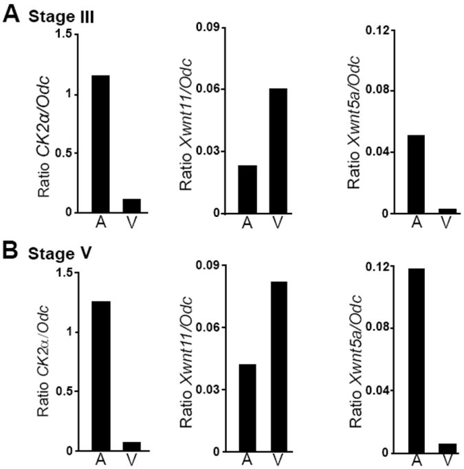 Asymmetric Localization of CK2α During <i>Xenopus</i> Oogenesis.