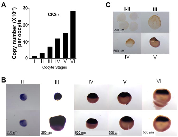 Asymmetric Localization of CK2α During <i>Xenopus</i> Oogenesis.