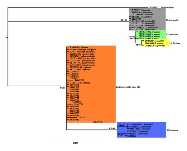 Genetic Diversity of Colletotrichum spp. an Endophytic Fungi in a Medicinal Plant, Brazilian Pepper Tree.