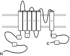 The TRPV5/6 calcium channels contain multiple calmodulin binding sites with differential binding properties.