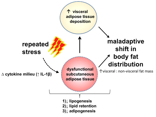 Interleukin-1 beta: a potential link between stress and the development of visceral obesity.