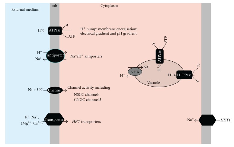 Ion Transporters and Abiotic Stress Tolerance in Plants.