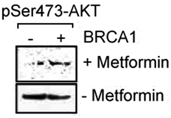 Metformin- A Promising Agent for Chemoprevention in <i>BRCA1</i> Carriers.