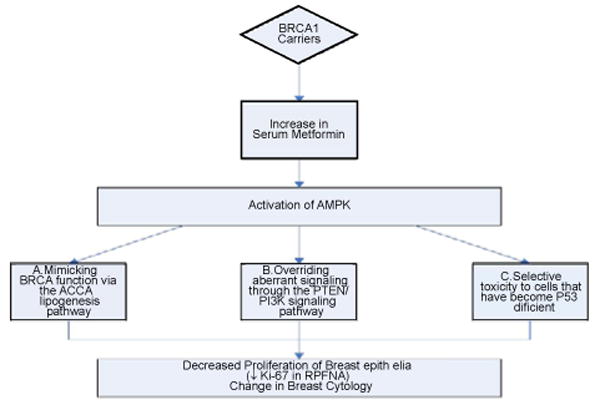 Metformin- A Promising Agent for Chemoprevention in <i>BRCA1</i> Carriers.
