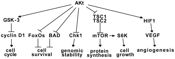 Metformin- A Promising Agent for Chemoprevention in <i>BRCA1</i> Carriers.