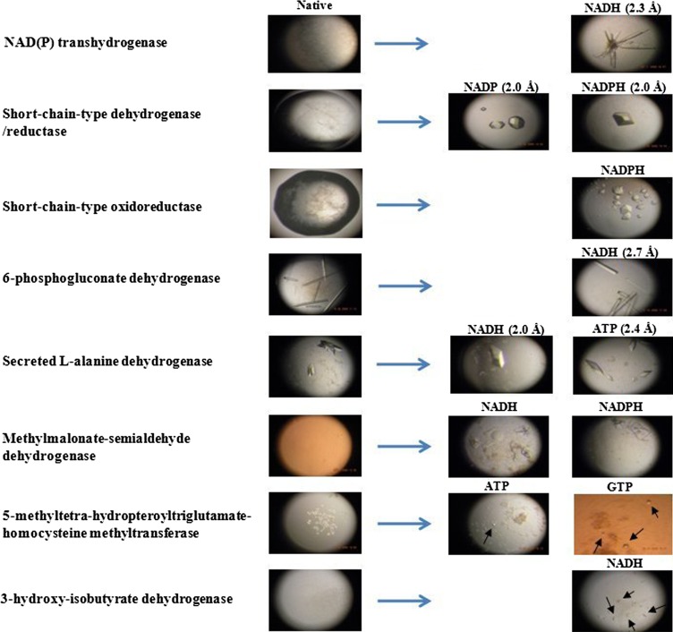 Enhancement of crystallization with nucleotide ligands identified by dye-ligand affinity chromatography.