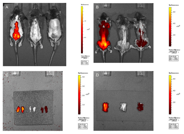 An acidic oligopeptide displayed on AAV2 improves axial muscle tropism after systemic delivery.