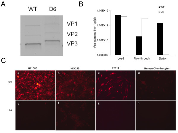 An acidic oligopeptide displayed on AAV2 improves axial muscle tropism after systemic delivery.