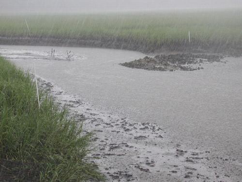 Salt marsh sediment and metal fluxes in response to rainfall