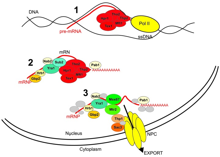 The yeast THO complex forms a 5-subunit assembly that directly interacts with active chromatin.