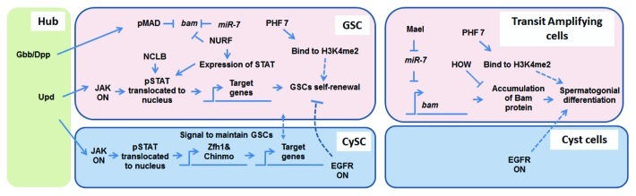 Transcriptional regulation during Drosophila spermatogenesis.