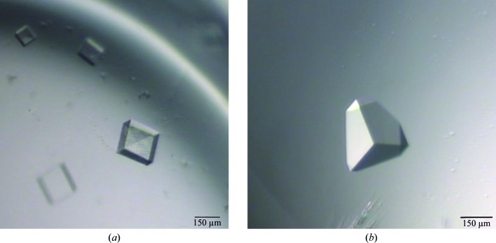 Two crystal forms of a helix-rich fatty acid- and retinol-binding protein, Na-FAR-1, from the parasitic nematode Necator americanus.