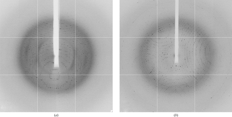 Two crystal forms of a helix-rich fatty acid- and retinol-binding protein, Na-FAR-1, from the parasitic nematode Necator americanus.