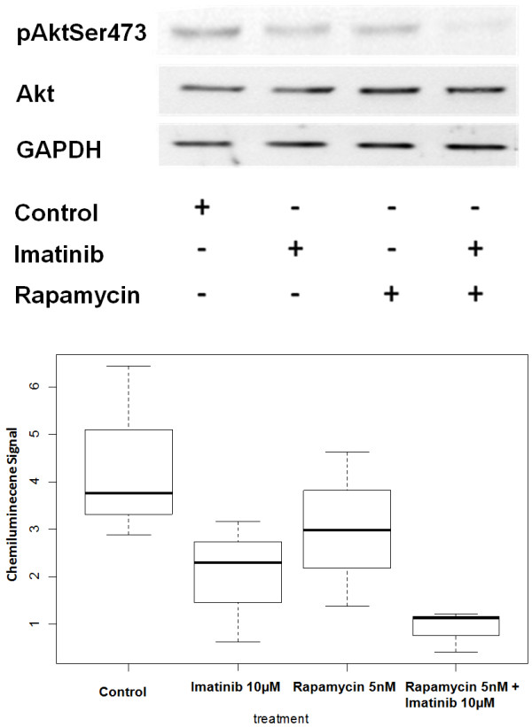 Cooperative benefit for the combination of rapamycin and imatinib in tuberous sclerosis complex neoplasia.