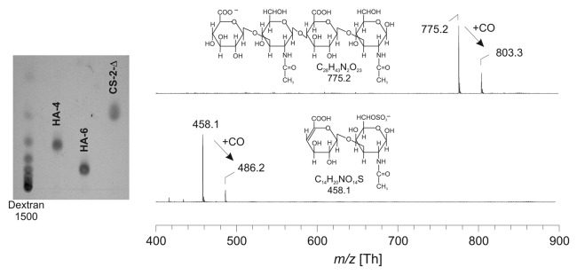 New methods to study the composition and structure of the extracellular matrix in natural and bioengineered tissues.