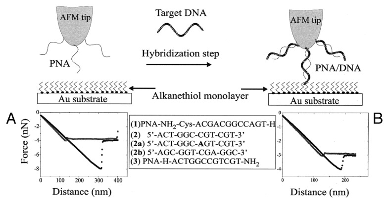 Peptide nucleic acids in materials science.