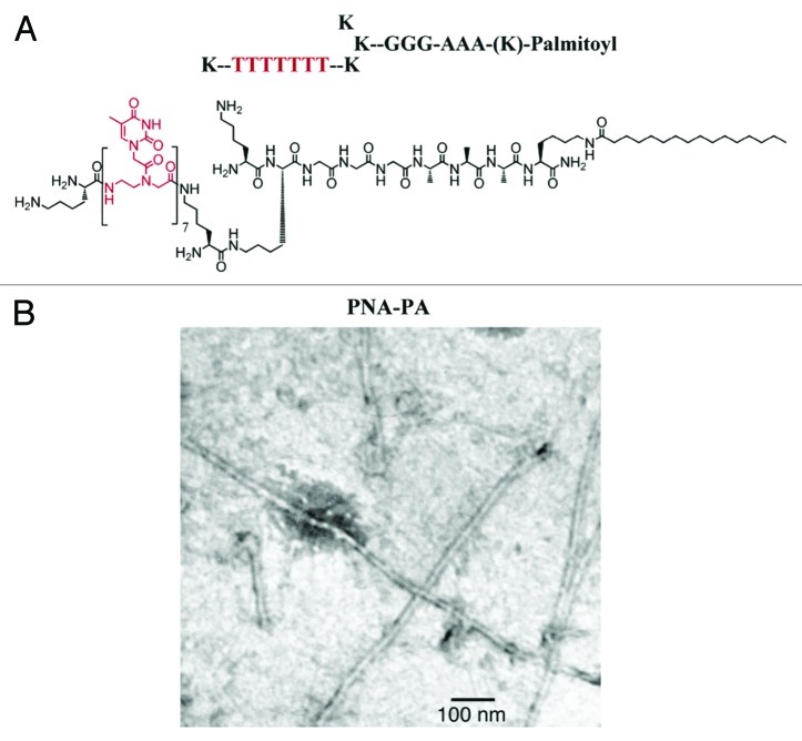 Peptide nucleic acids in materials science.