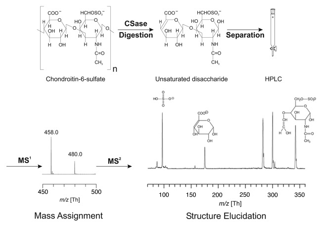 New methods to study the composition and structure of the extracellular matrix in natural and bioengineered tissues.