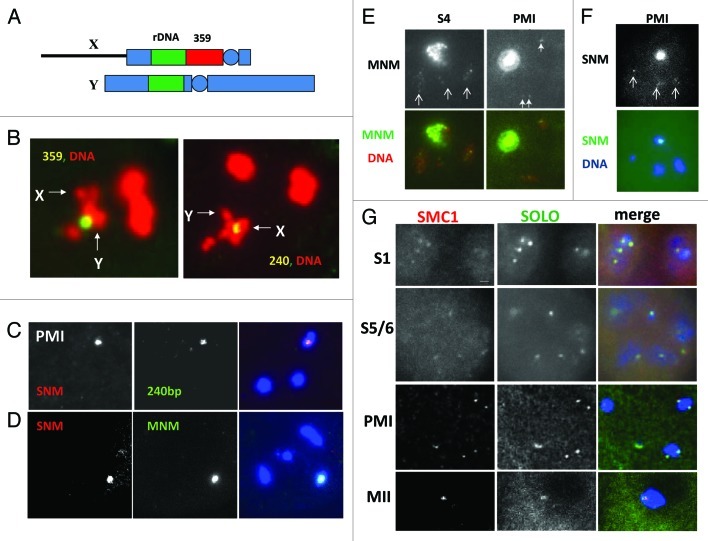 Meiosis in male Drosophila.