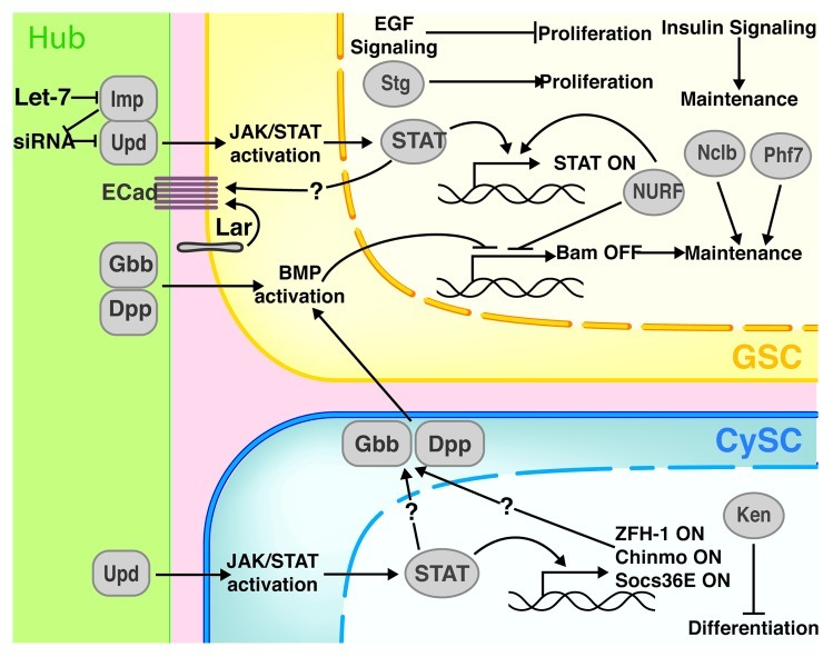 Recent advances in Drosophila male germline stem cell biology.