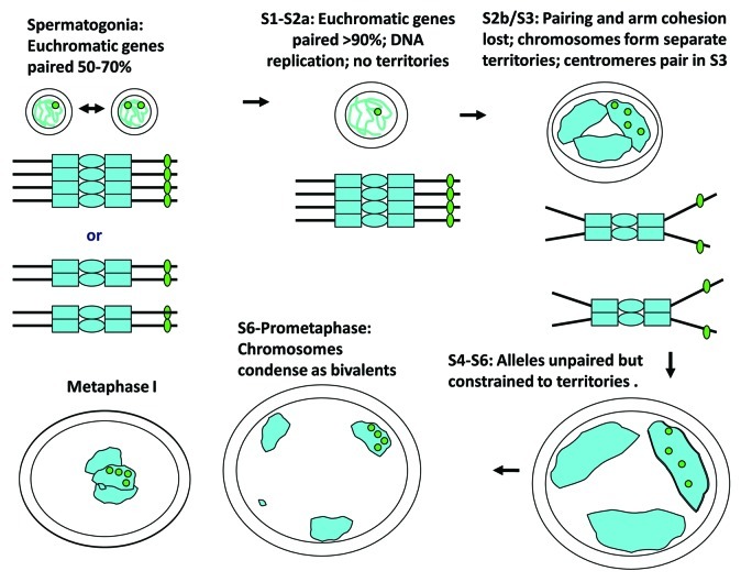 Meiosis in male Drosophila.