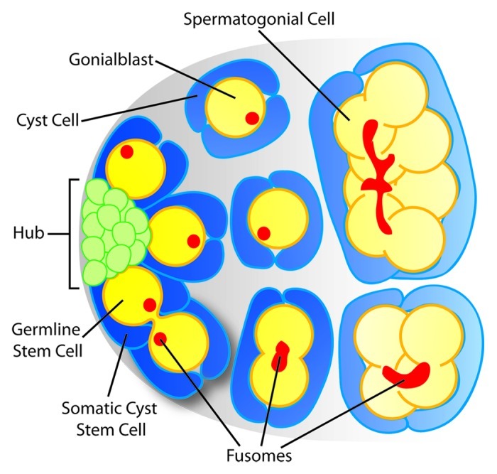 Recent advances in Drosophila male germline stem cell biology.