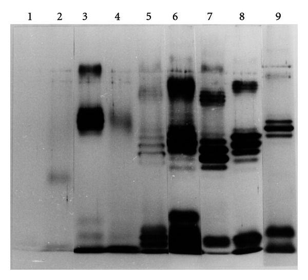 Comparison of the Serological Reactivity of Lipopolysaccharides from Japanese and Western Strains of Helicobacter pylori to Sera from H. pylori-Positive Humans.