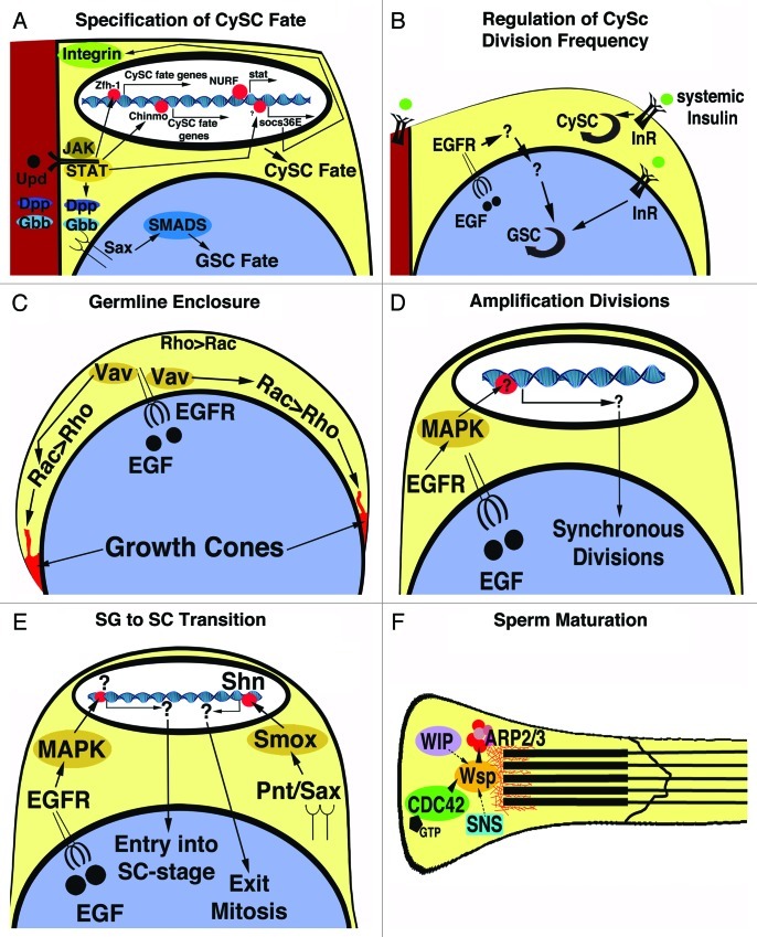 The Drosophila cyst stem cell lineage: Partners behind the scenes?