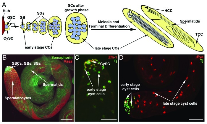 The Drosophila cyst stem cell lineage: Partners behind the scenes?