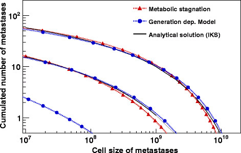 A dynamic model for tumour growth and metastasis formation.