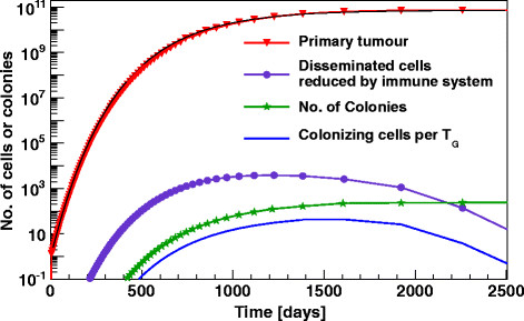 A dynamic model for tumour growth and metastasis formation.