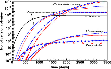 A dynamic model for tumour growth and metastasis formation.