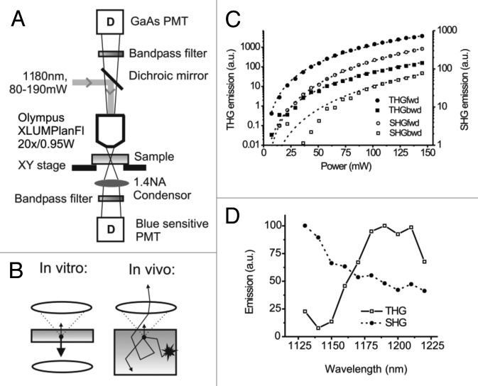 Intravital third harmonic generation microscopy of collective melanoma cell invasion: Principles of interface guidance and microvesicle dynamics.