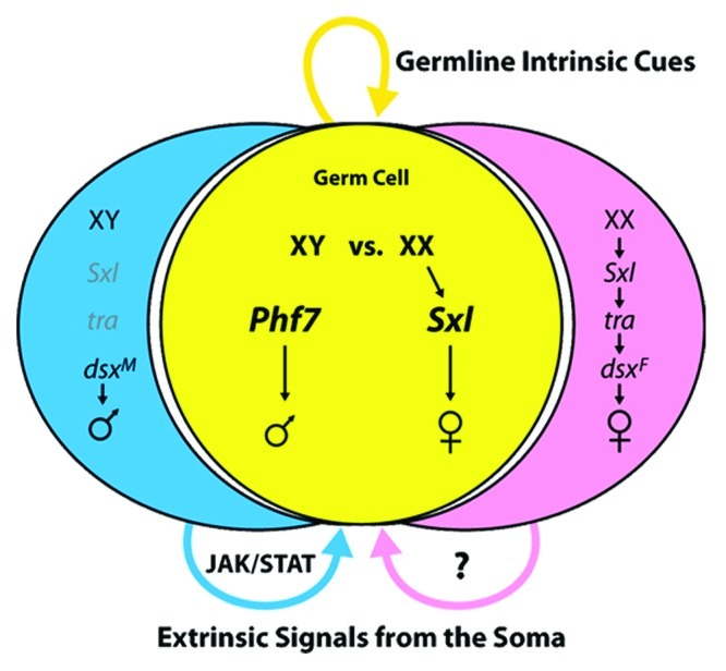 Development of sexual dimorphism in the Drosophila testis.