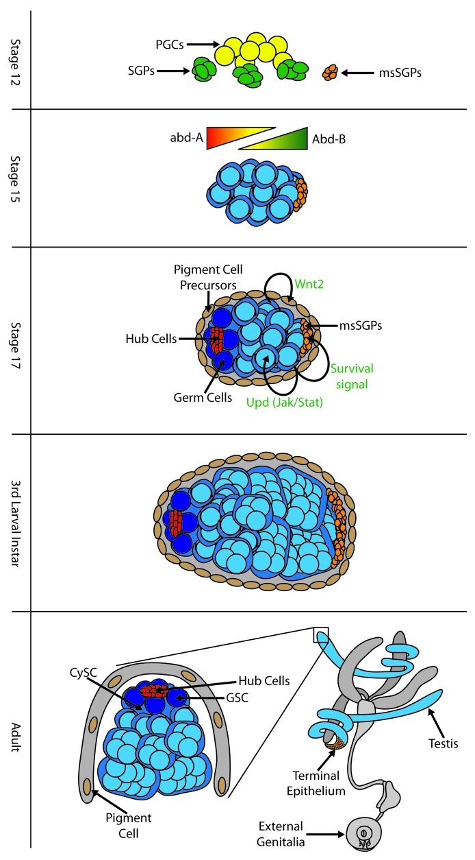 Development of sexual dimorphism in the Drosophila testis.