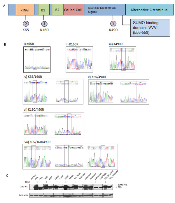 Stable expression of promyelocytic leukaemia (PML) protein in telomerase positive MCF7 cells results in alternative lengthening of telomeres phenotype.