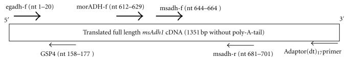 Isolation of Alcohol Dehydrogenase cDNA and Basal Regulatory Region from Metroxylon sagu.