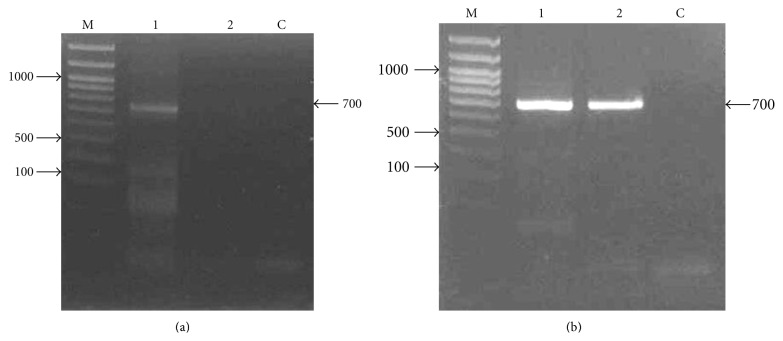 Isolation of Alcohol Dehydrogenase cDNA and Basal Regulatory Region from Metroxylon sagu.