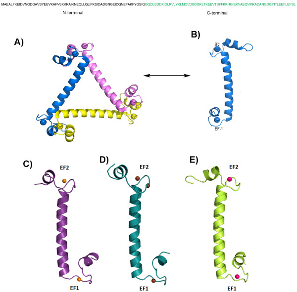 Flexibility of EF-hand motifs: structural and thermodynamic studies of Calcium Binding Protein-1 from Entamoeba histolytica with Pb2+, Ba2+, and Sr2+.