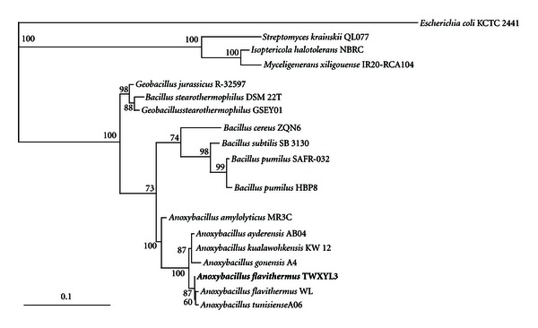 Thermostable and Alkalistable Xylanases Produced by the Thermophilic Bacterium Anoxybacillus flavithermus TWXYL3.