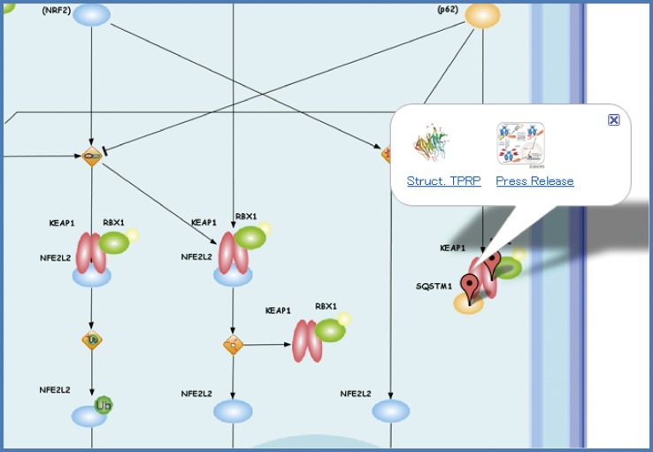 TP Atlas: integration and dissemination of advances in Targeted Proteins Research Program (TPRP)-structural biology project phase II in Japan.