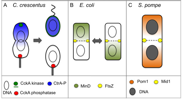 Intracellular chemical gradients: morphing principle in bacteria.