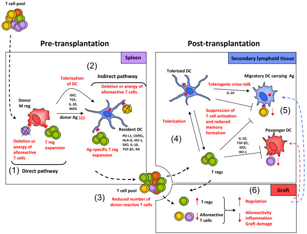 Alternative approaches to myeloid suppressor cell therapy in transplantation: comparing regulatory macrophages to tolerogenic DCs and MDSCs.