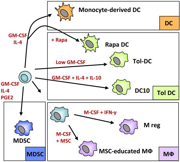 Alternative approaches to myeloid suppressor cell therapy in transplantation: comparing regulatory macrophages to tolerogenic DCs and MDSCs.