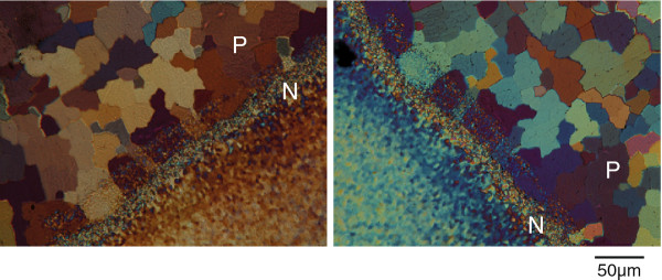 Hierarchical super-structure identified by polarized light microscopy, electron microscopy and nanoindentation: Implications for the limits of biological control over the growth mode of abalone sea shells.