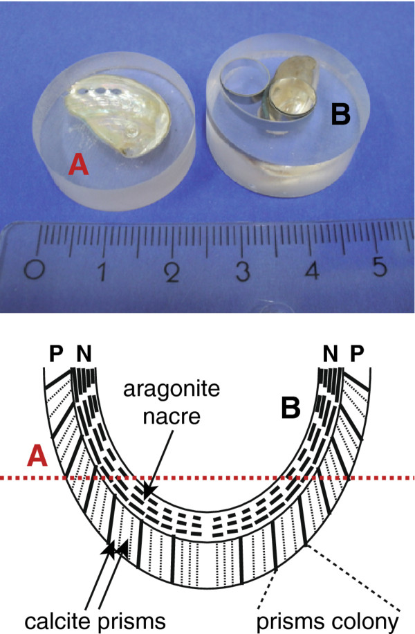 Hierarchical super-structure identified by polarized light microscopy, electron microscopy and nanoindentation: Implications for the limits of biological control over the growth mode of abalone sea shells.