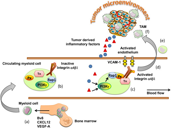 Myeloid cells in tumor inflammation.