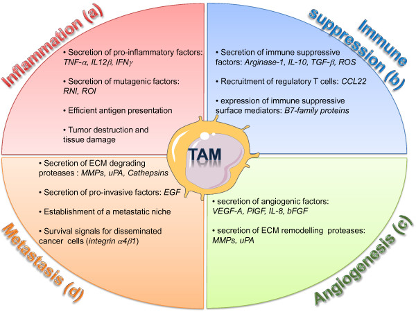 Myeloid cells in tumor inflammation.