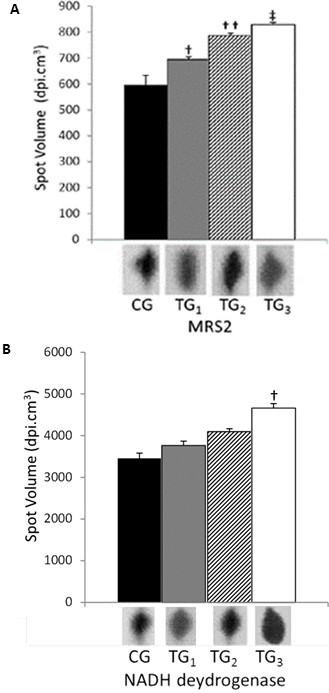 High molecular mass proteomics analyses of left ventricle from rats subjected to differential swimming training.